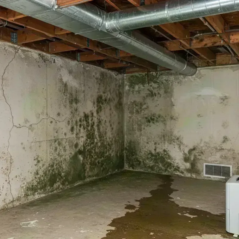 Professional Mold Removal in Rockcastle County, KY